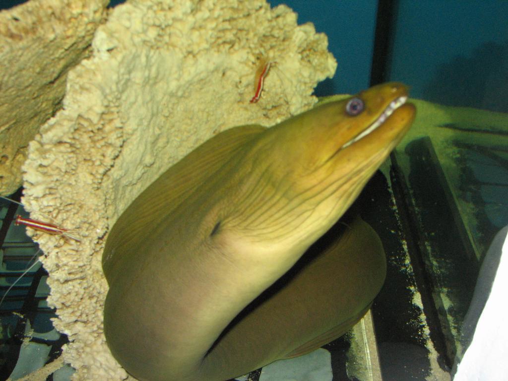 Dolphin House * Łeba
