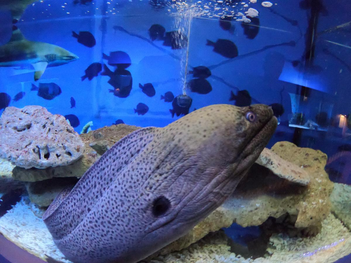 Dolphin House Nocleg ze śniadaniem Łeba